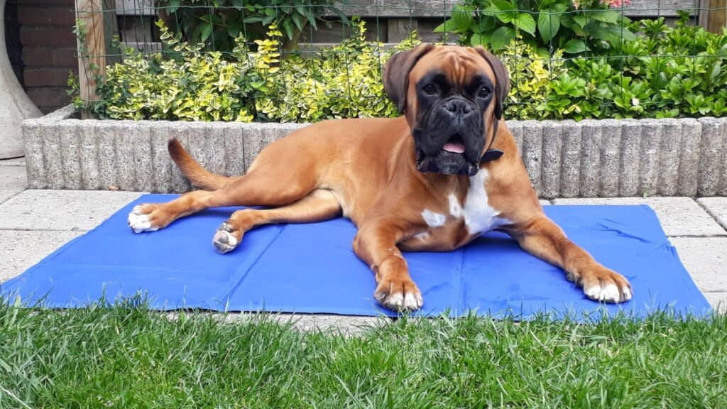 Blauwe Trixie koelmat voor honden