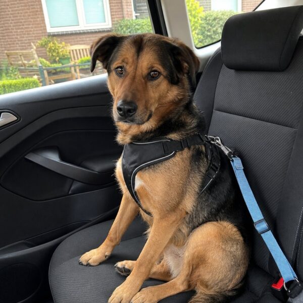 Autogordel voor de hond — 70 cm, set van 3