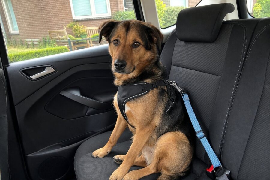 Autogordel voor de hond — 70 cm, set van 3