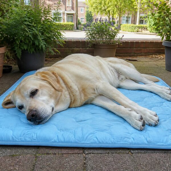 Labrador ligt uitgestrekt op een lichtblauwe koelmat op een schaduwrijk terras