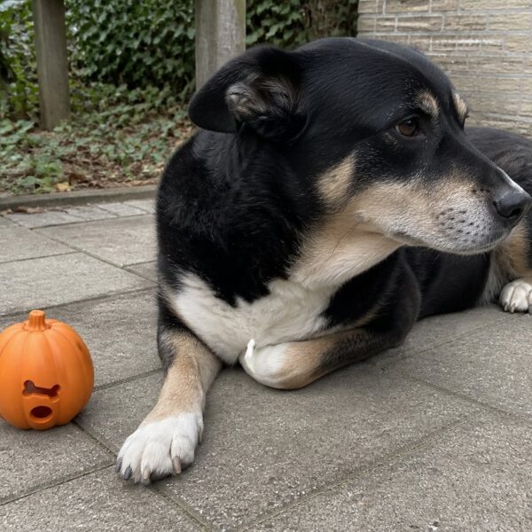 Snoepspeeltje pompoen — oranje rubber