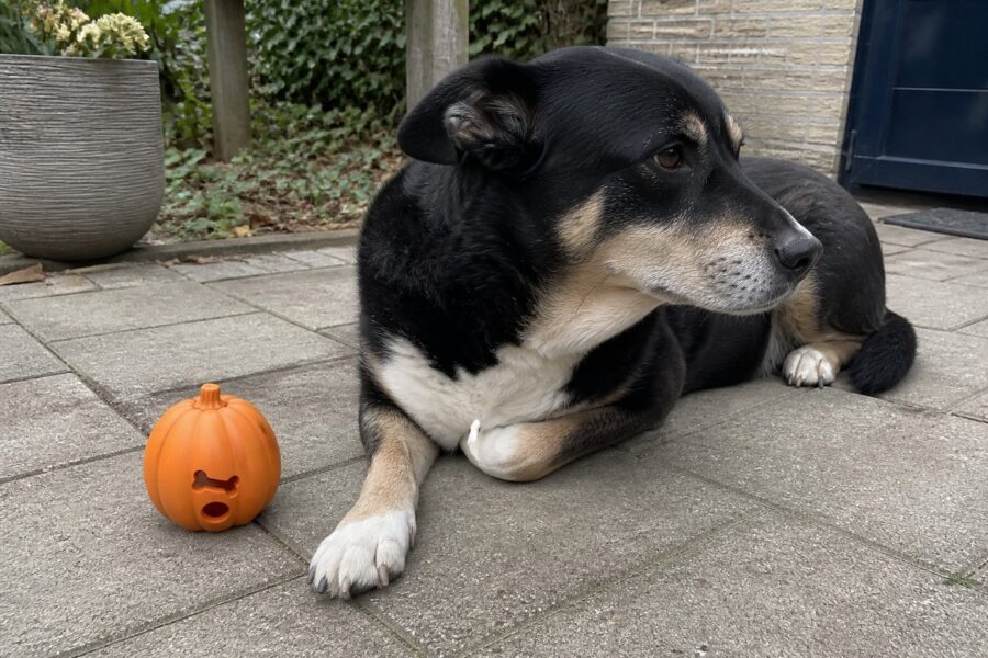 Snoepspeeltje pompoen — oranje rubber