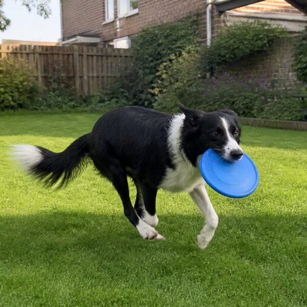 Frisbee voor honden — blauw, 15 cm