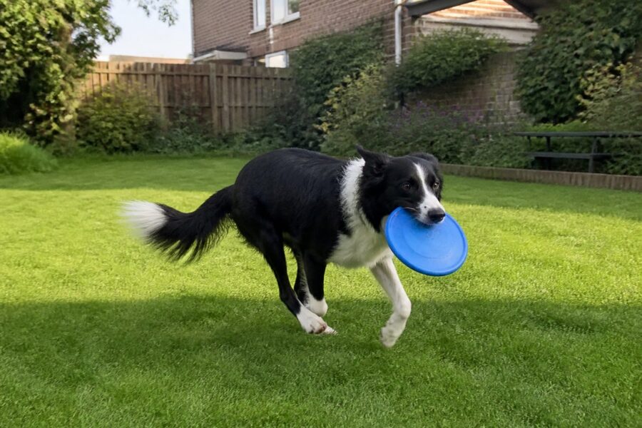Frisbee voor honden — blauw, 15 cm