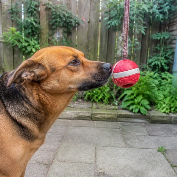 Voerbal aan een band — rood met wit