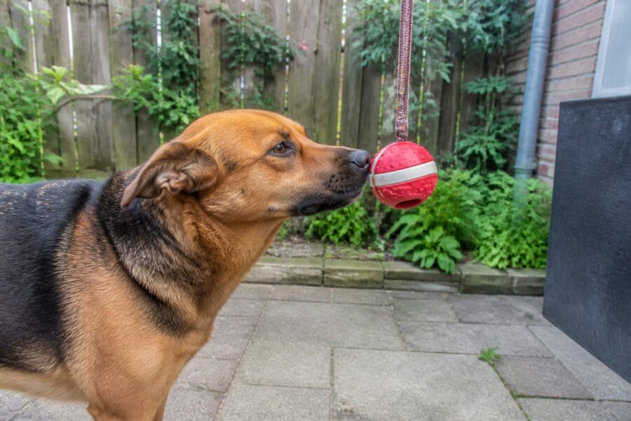Voerbal aan een band — rood met wit