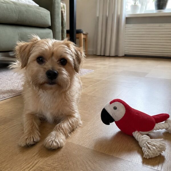 Pluche papegaai met touwpoten — rood
