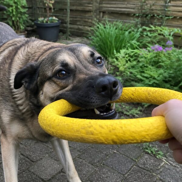 Trekring voor grote honden — geel