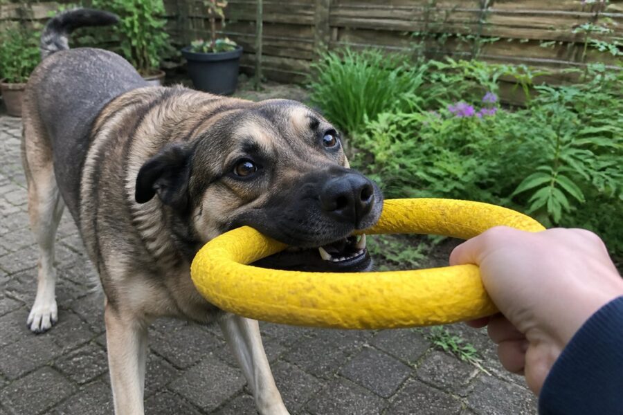 Trekring voor grote honden — geel