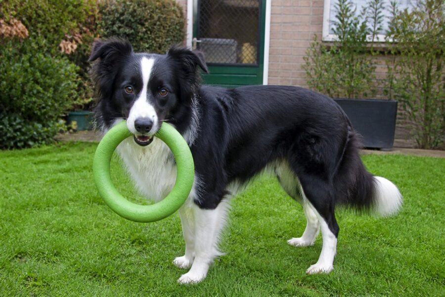 Trainingsring van schuimrubber — groen, 18,5 cm