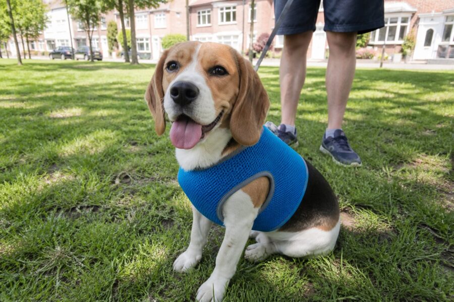 Koelvest voor honden — blauw, maat M