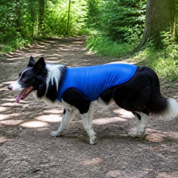 Koelvest voor honden — blauw, maat L