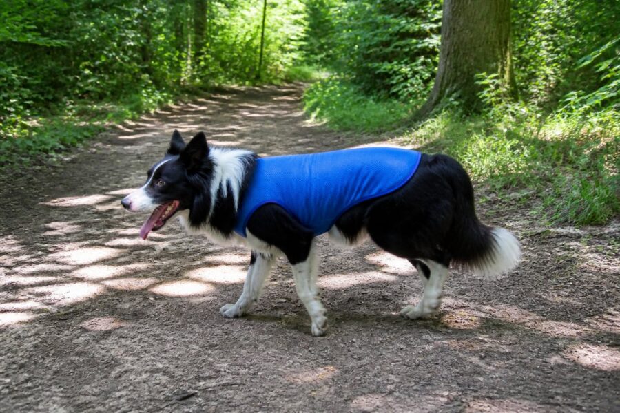 Koelvest voor honden — blauw, maat L