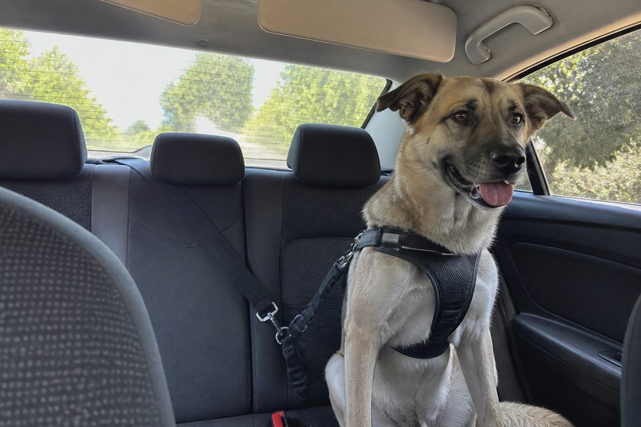 Hond met tuigje vastgeklikt op de achterbank