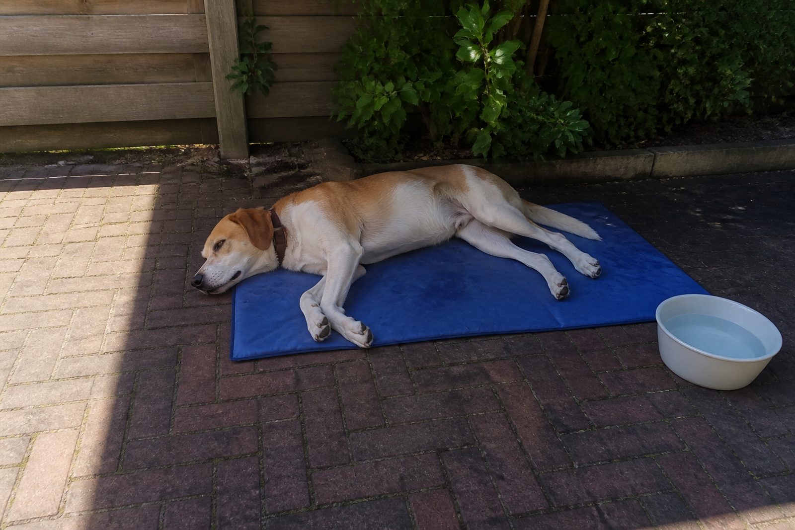 Hond languit op een koelmat in de schaduw van een Nederlandse tuin