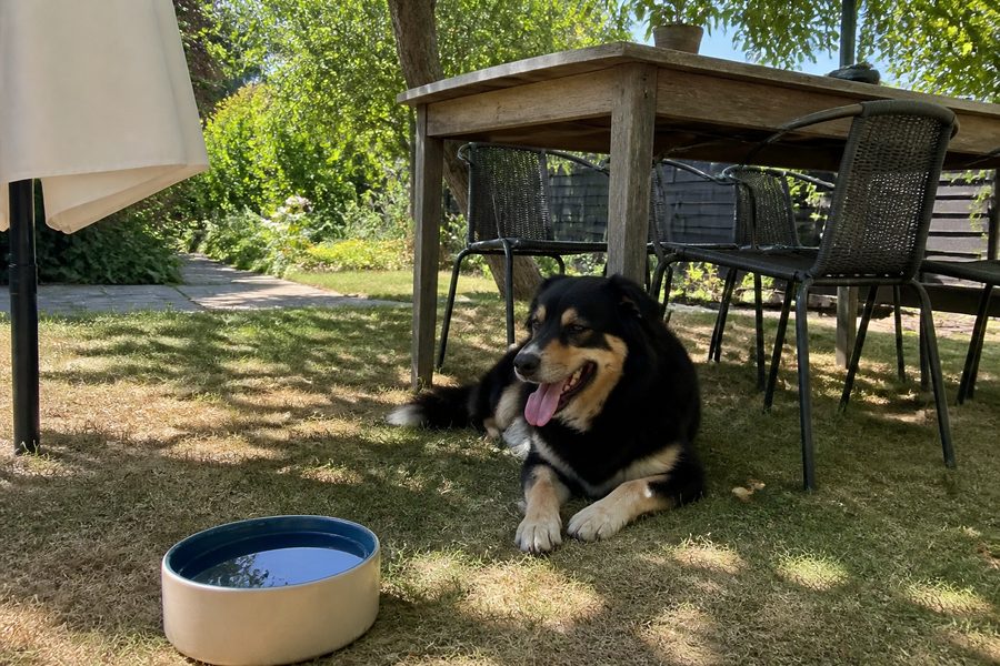 Hijgende hond in de schaduw onder een tuintafel