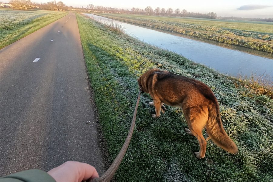 Hond aan een losse lijn op een fietspad langs een sloot in de ochtend