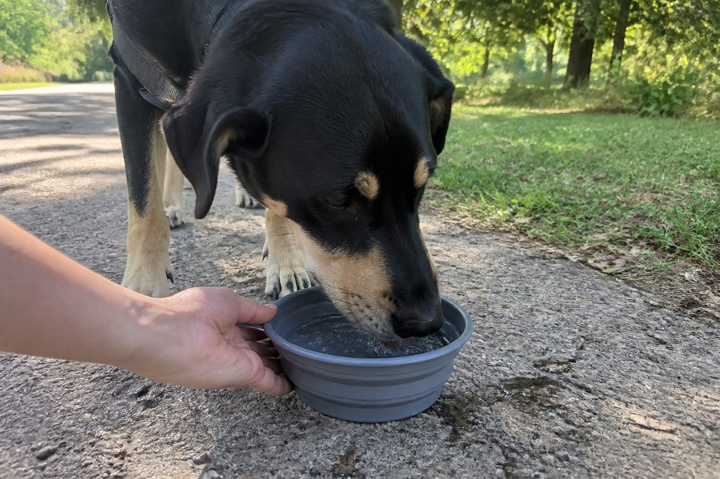 Hond drinkt uit een opvouwbare drinkbak in het park